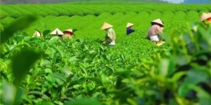 2021年貴州石阡苔茶春茶價格是多少？