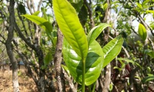 2021年梅子箐古樹茶批發(fā)價格與口感特點